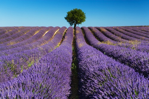 levandula.jpg